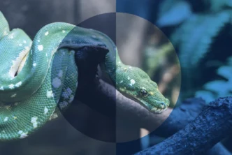 Snake | Why would Jesus compare himself to a snake?