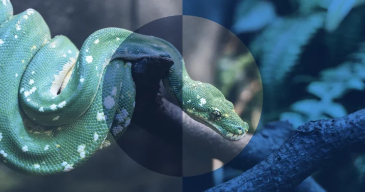 Snake | Why would Jesus compare himself to a snake?