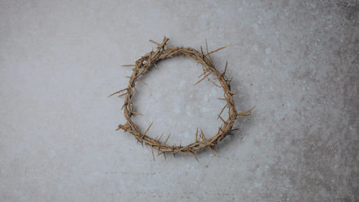 Crown of Thorns crown of thorns x cfcdf  fb aaf aedbcced  x