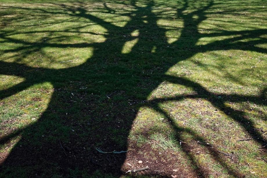 Shadow of a tree illustrating how biblical feasts are like a shadow