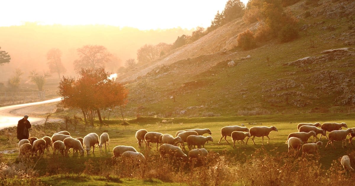 The Shepherds at Jesus Birth and the Geography of Bethlehem