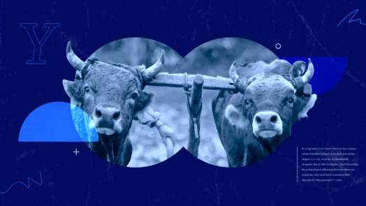An image of a pair of oxen yoked together in the center. Towards the bottom right, a portion of the article text can be seen.